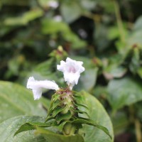 Strobilanthes